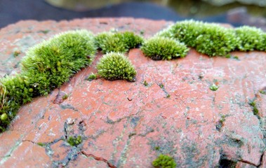 young grass and old brick
