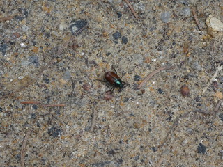 small bug green brown