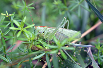 In the grass Grasshopper sat. Green insect with thin paws and mustache
