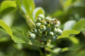 未成熟のブルーベリー