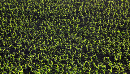 Green corn plants in field