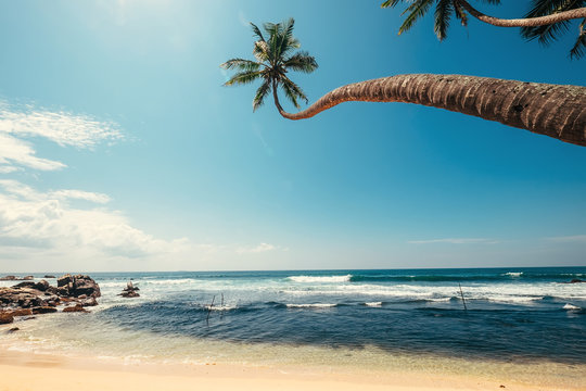 Ocean view with palm trees over the waves