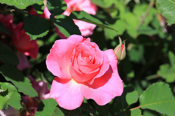 riot of beautiful flowers