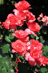 riot of beautiful flowers