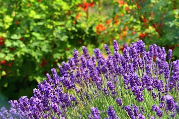 Obraz premium Beautiful natural background in a garden with a blooming lavender flower.