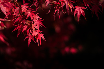 red leaves in autumn background