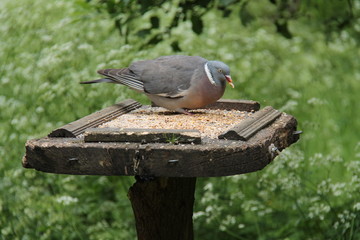A Wild Pigeon Feeding from a Wooden Bird Table.