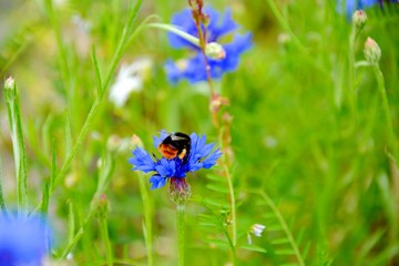 Blumenwiese - Sommer - Sommerwiese Hintergrund
