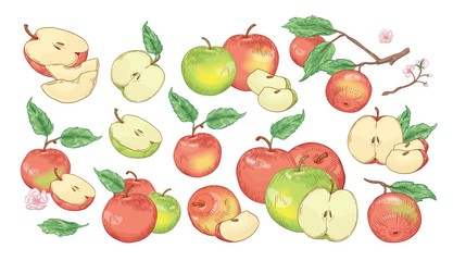 Collection of botanical drawings of whole and cut apples, slices, tree branches and flowers isolated on white background. Set of fresh juicy fruit. Realistic vector illustration in vintage style.