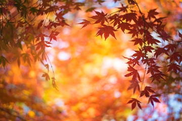 Naklejka na ściany i meble red leaves in autumn background