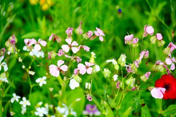 Blumenwiese - Sommer - Sommerwiese Hintergrund