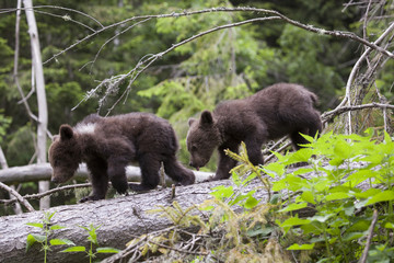 keep walking bears