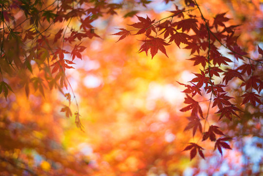 red leaves in autumn background