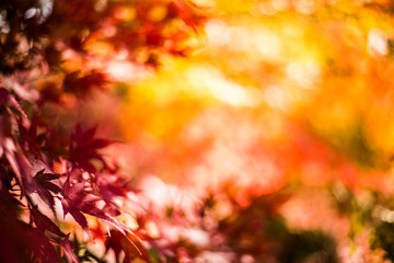red leaves in autumn background