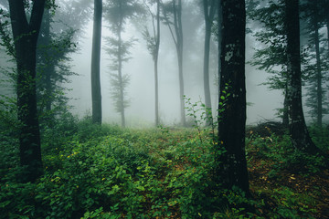 natural woods with green plants in rainy weather