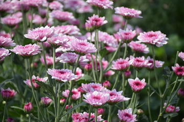 Pink chrysanthemum on the tree in the garden