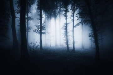 dark scary halloween woods, darkness landscape