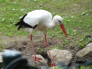 stork in the zoo