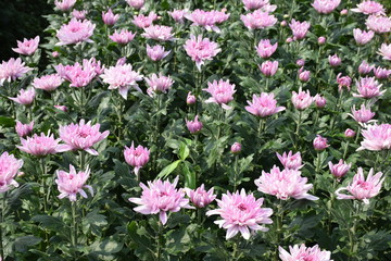Obraz premium Pink chrysanthemum on the tree in the garden