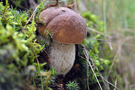 Mushroom in the forest among the moss, large