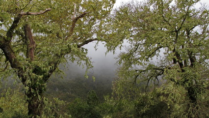 Trees with lichens at 25 Fontes track in Madeira
