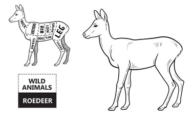 Cut of roedeer set. Poster Butcher diagram - roe. Vintage typographic hand-drawn. Vector illustration