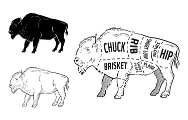 Cut of Bison set. Poster Butcher diagram - Bison. Vintage typographic hand-drawn. Vector illustration
