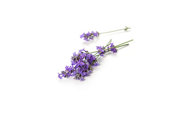 Fresh bunch of lavender flowers on a white background.