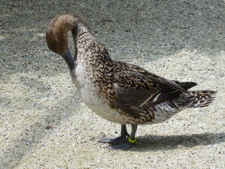 duck in the zoo water pond sand