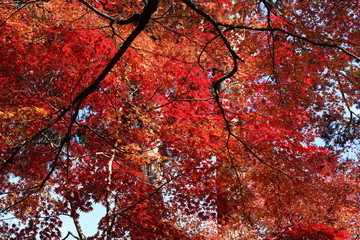 紅葉
