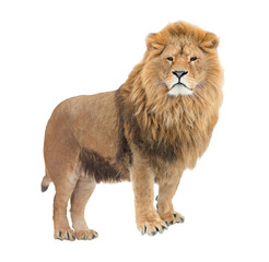Fototapeta na wymiar Adult, mighty lion pride leader. Isolated.