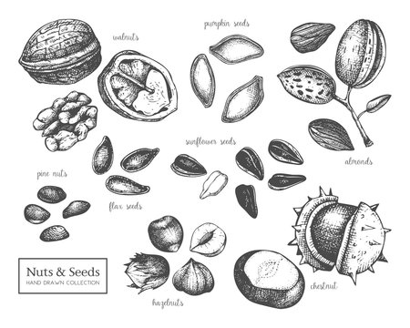 Vector collection of hand drawn seeds and nuts sketches. Walnut, hazelnut, almond, chestnut, pine nut, sunflower, pumpkin, flax seeds drawings. Healthy food elements collection 