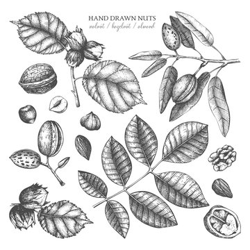 Vector collection of hand drawn nuts sketches. Vintage illustrations of walnut, hazelnut and almond. Botanical leaves, fruits, nutshells for packaging, branding, prints, cards design.