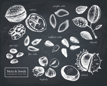 Vector collection of hand drawn seeds and nuts sketches. Walnut, hazelnut, almond, chestnut, pine nut, sunflower, pumpkin, flax seeds drawings. Healthy food elements collection on chalkboard