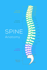 Vertebral Column. All Vertebrae Cervical Thoracic Lumbar Sacral and Coccygeal. Human Body Anatomy
