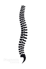Vertebral Column. All Vertebrae Cervical Thoracic Lumbar Sacral and Coccygeal. Human Body Anatomy