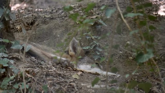 Close-up of a gray wolf (Canis lupus) lying in the forest