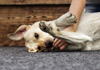 dog labrador licks a woman's hand