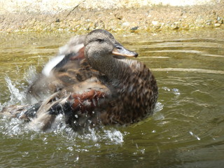 duck in the zoo water pond sand