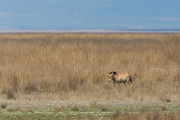 one Przewalski horse standing in sparse grassland