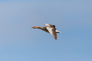 Obraz premium flying gray goose (anser anser) in blue sky