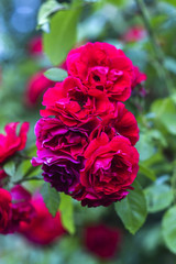 A bouquet of red roses in the garden.