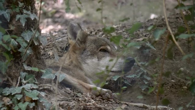 Close-up of a gray wolf (Canis lupus) lying in the forest