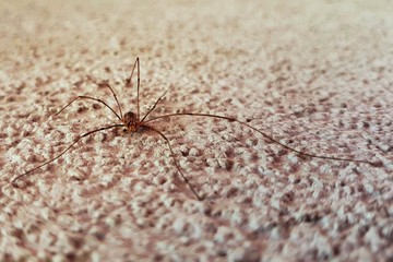 Opilione spider close up