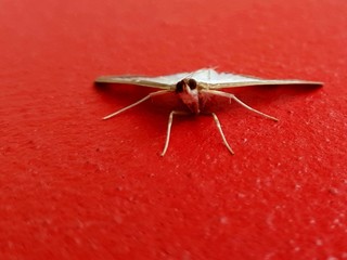 Moth on red wall