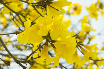 Obraz premium Close up Silver trumpet tree, Tree of gold, Paraguayan silver trumpet tree, yellow flower.
