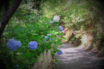 紫陽花小道
