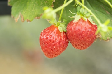 Closeup Strawberry in the farm