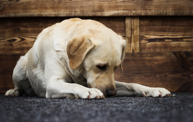 dog labrador on a wooden background
