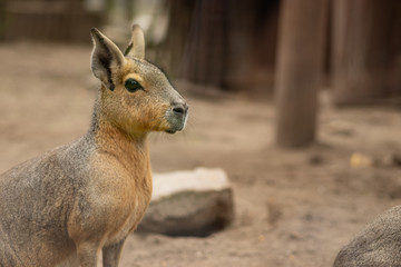 Mara portrait